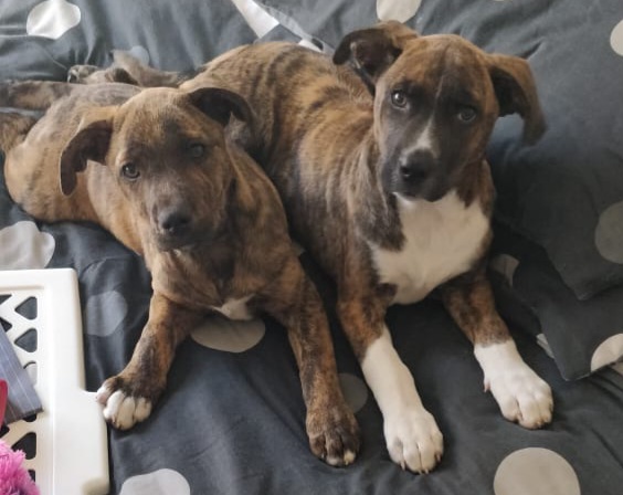 two dogs
Zoe beautiful brinjal puppy on the left and Zorba handsome brinjal puppy with white paws on the right